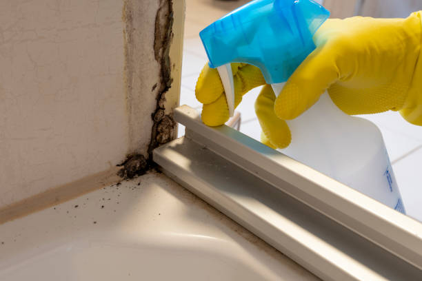 Best Attic Mold Remediation in Mount Carmel, TN