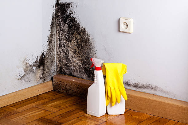 Professional Mold Remediation in Mount Carmel, TN